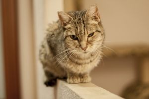 Tigra Bild von Tigra