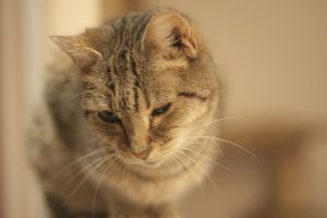 Tigra Bild von Tigra