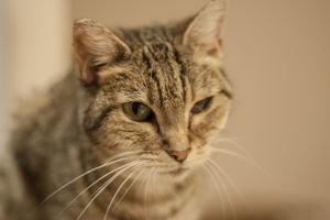 Tigra Bild von Tigra