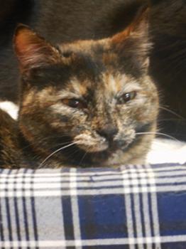 Sookie Bild von Sookie