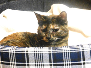 Sookie Bild von Sookie