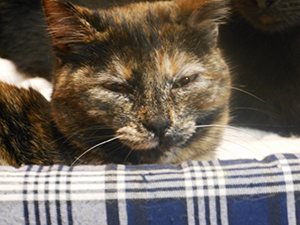 Sookie Bild von Sookie