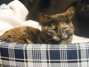 Sookie Bild von Sookie