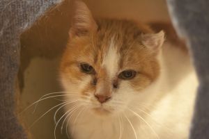 Cornelia Bild von Cornelia