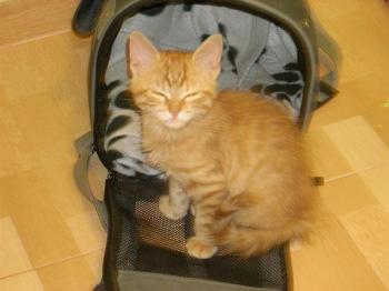 Tigre Bild von Tigre