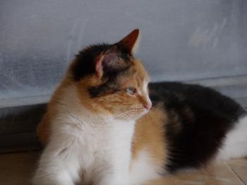 Sundra Bild von Sundra