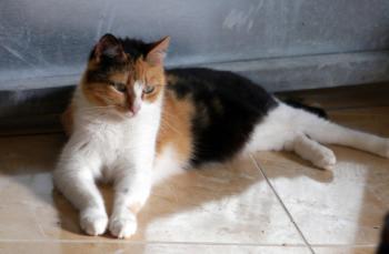 Sundra Bild von Sundra
