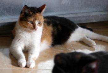 Sundra Bild von Sundra