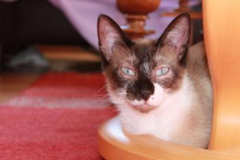 Baldo Bild von Baldo