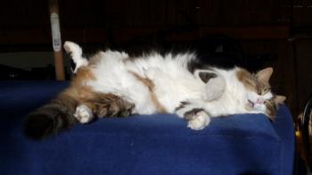 Bruno Bild von Bruno