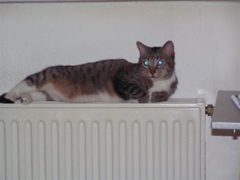 Charlie Bild von Charlie