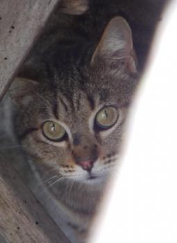 Fizz Bild von Fizz