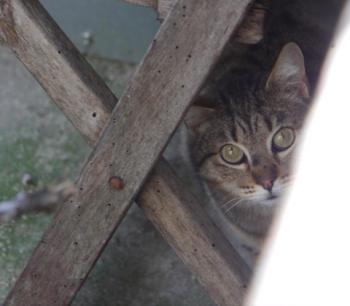 Fizz Bild von Fizz