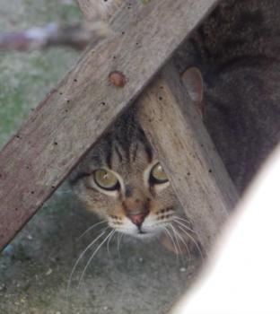 Fizz Bild von Fizz