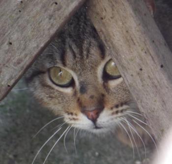 Fizz Bild von Fizz