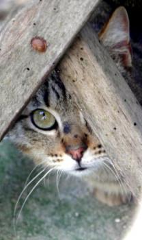 Fizz Bild von Fizz