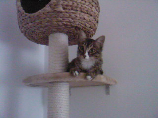 Tyson Bild von Sam
