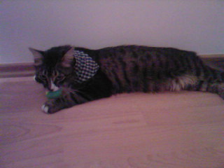 Tyson Bild von Sam