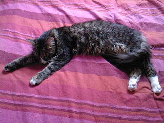 Tyson Bild von Sam
