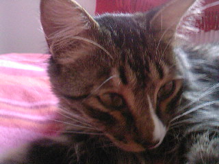 Tyson Bild von Sam
