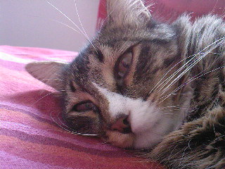 Tyson Bild von Sam