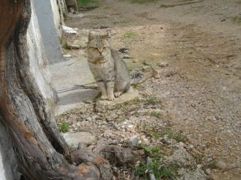 Bild von Patita