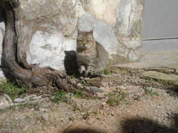 Bild von Patita