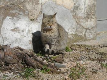 Bild von Patita