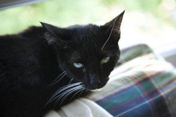 Diva Bild von Diva