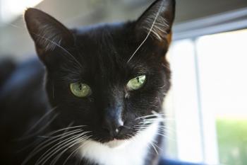 Diva Bild von Diva