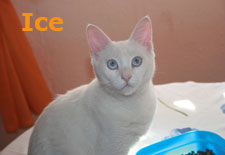 Ice Bild von Ice