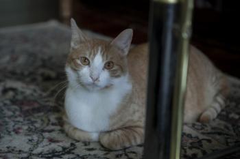 Athos Bild von Athos