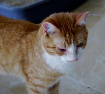 Lisino Bild von Lisino