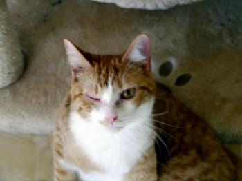 Lisino Bild von Lisino