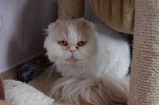 Jeronimo Bild von Jeronimo