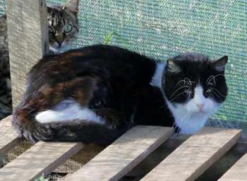 Abu Bild von Abu