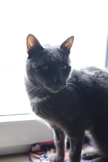 Panchito Bild von Panchito