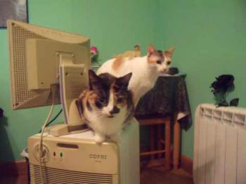 Mazurca Bild von Mazurca