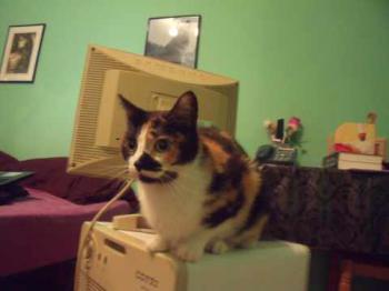 Mazurca Bild von Mazurca