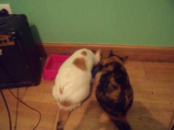 Mazurca Bild von Mazurca