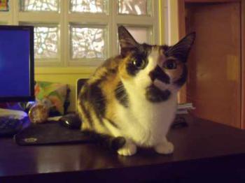 Mazurca Bild von Mazurca