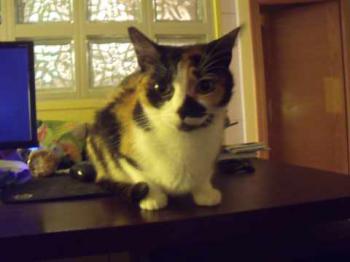 Mazurca Bild von Mazurca