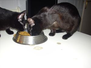 Bagheera Bild von Bagheera