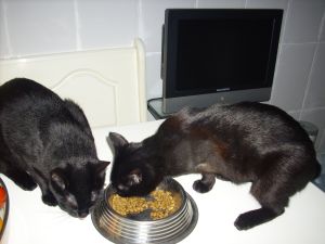 Bagheera Bild von Bagheera