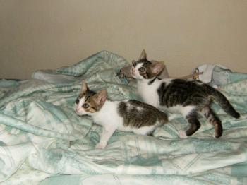 Pini und Pon Bild von Pon