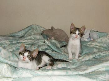 Pini und Pon Bild von Pon