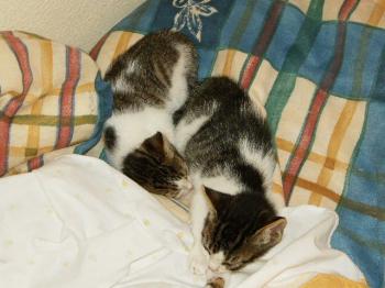 Pini und Pon Bild von Pon