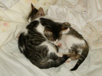 Pini und Pon Bild von Pon