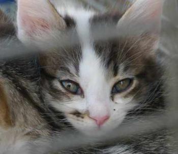 Suzette Bild von Suzette