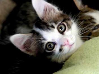 Suzette Bild von Suzette